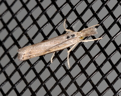 Ptochostola microphaeellus