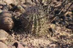 Echinopsis leucantha
