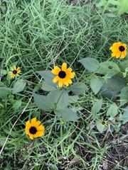 Sanvitalia procumbens