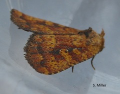Perigea xanthioides