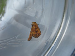 Perigea xanthioides