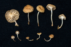 Marasmius sokola