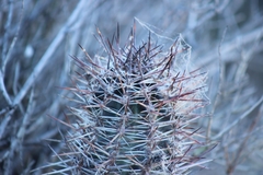 Austrocactus bertinii