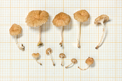 Marasmius sokola