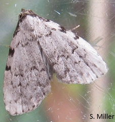 Dyspyralis puncticosta