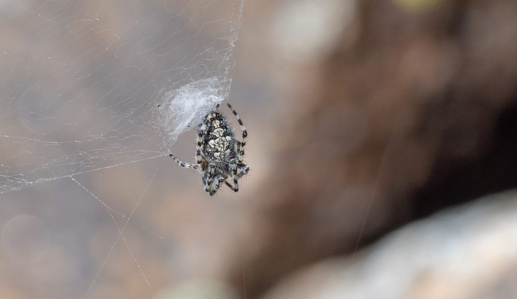 Orbweaver