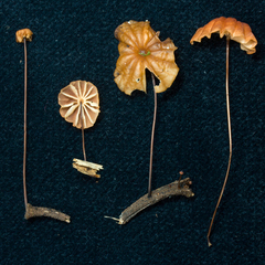Marasmius brunneoaurantiacus