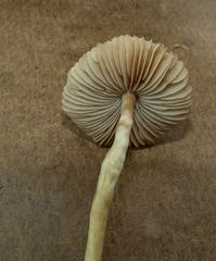 Agrocybe