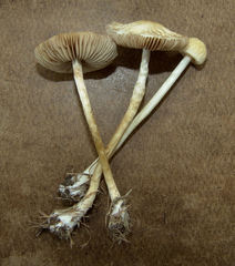 Agrocybe