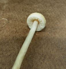 Agrocybe