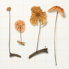 Marasmius brunneoaurantiacus
