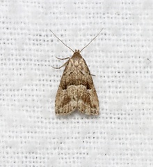 Hypenodes caducus