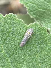 Graphocephala aurora