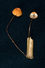 Marasmius brunneoaurantiacus