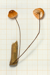 Marasmius brunneoaurantiacus