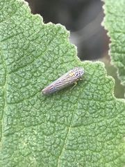 Graphocephala aurora