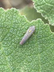 Graphocephala aurora
