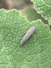 Graphocephala aurora