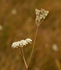 Perideridia lemmonii