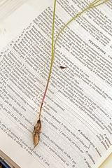 Perideridia lemmonii