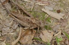 Xyleus discoideus angulatus