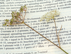 Perideridia lemmonii