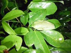 Agalychnis taylori