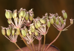 Perideridia lemmonii