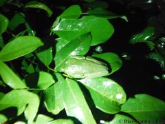 Agalychnis taylori