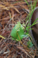 Malaxis tequilensis