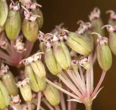 Perideridia lemmonii