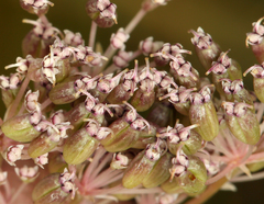 Perideridia lemmonii