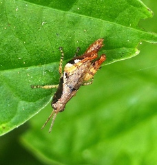 Eujivarus meridionalis
