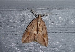 Pseudocoremia lupinata