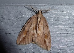 Pseudocoremia lupinata