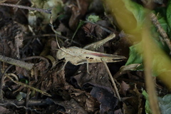 Xyleus discoideus angulatus