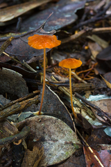 Marasmius corrugatiformis
