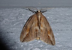 Pseudocoremia lupinata