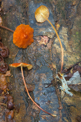Marasmius corrugatiformis