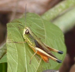 Amblytropidia