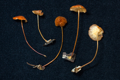 Marasmius corrugatiformis