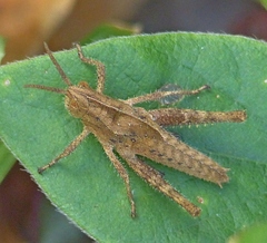Xyleus discoideus angulatus