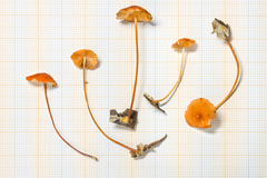 Marasmius corrugatiformis