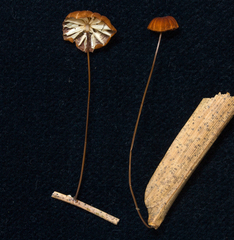 Marasmius brunneoaurantiacus