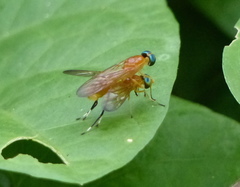 Ptecticus testaceus
