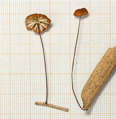 Marasmius brunneoaurantiacus