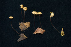 Marasmius somalomoensis