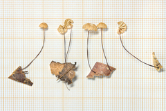 Marasmius somalomoensis