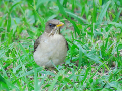 Turdus amaurochalinus