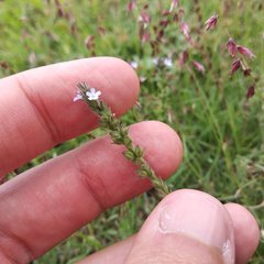 Verbena gracilis